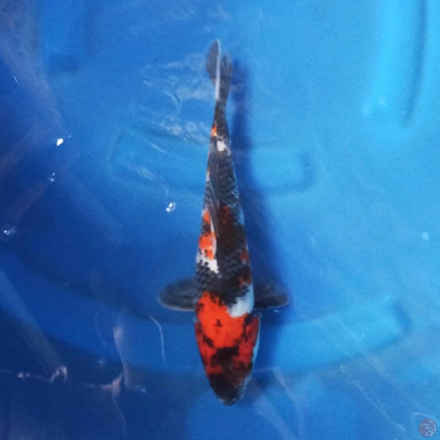 Showa 27 cm