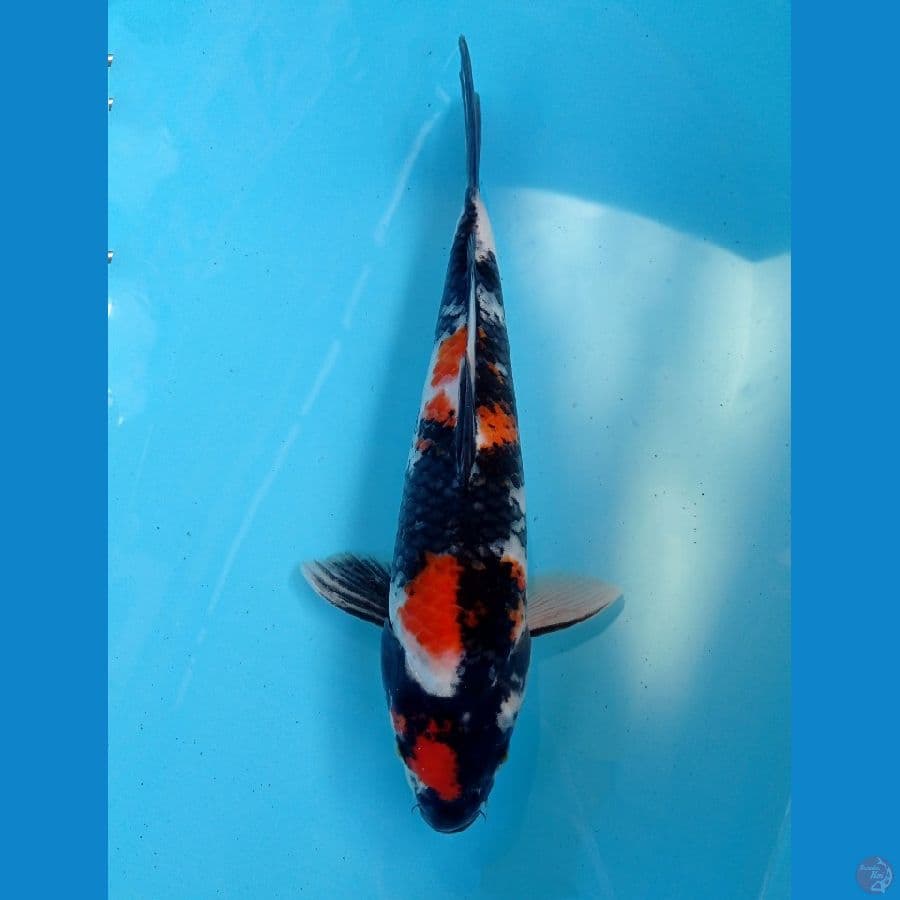 showa 30 cm
