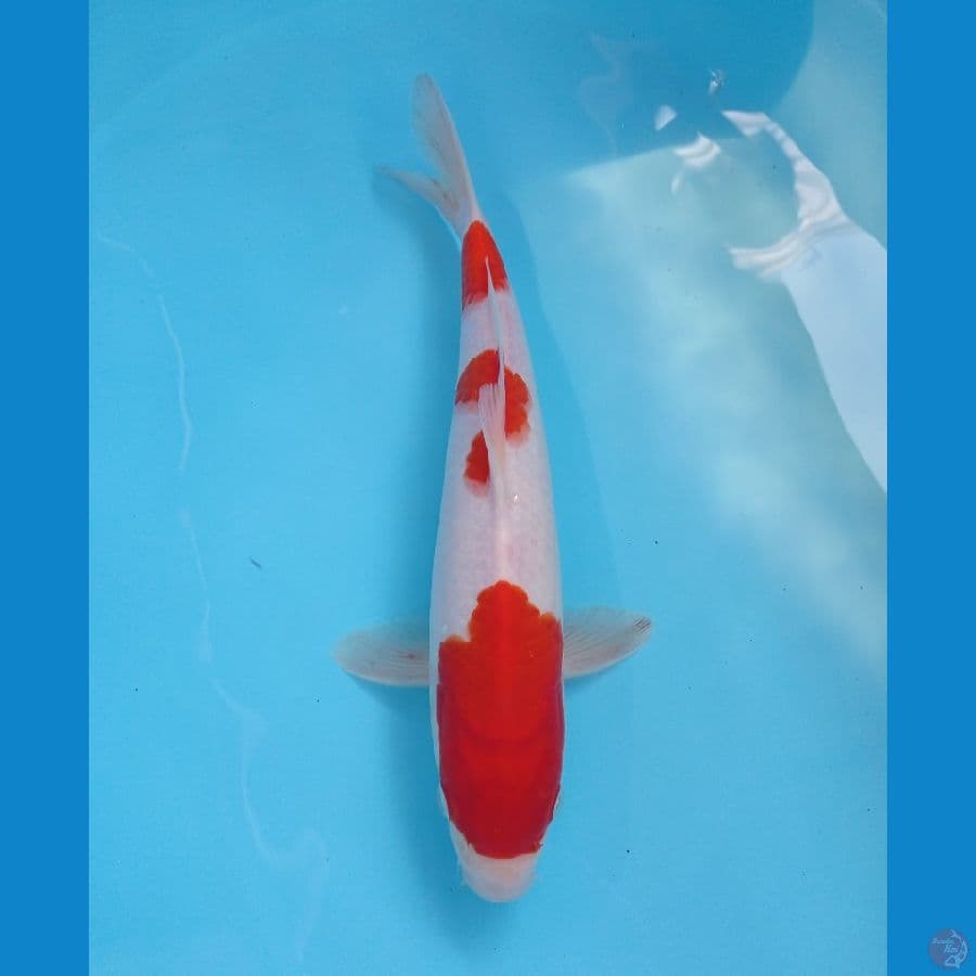 kohaku 30 cm