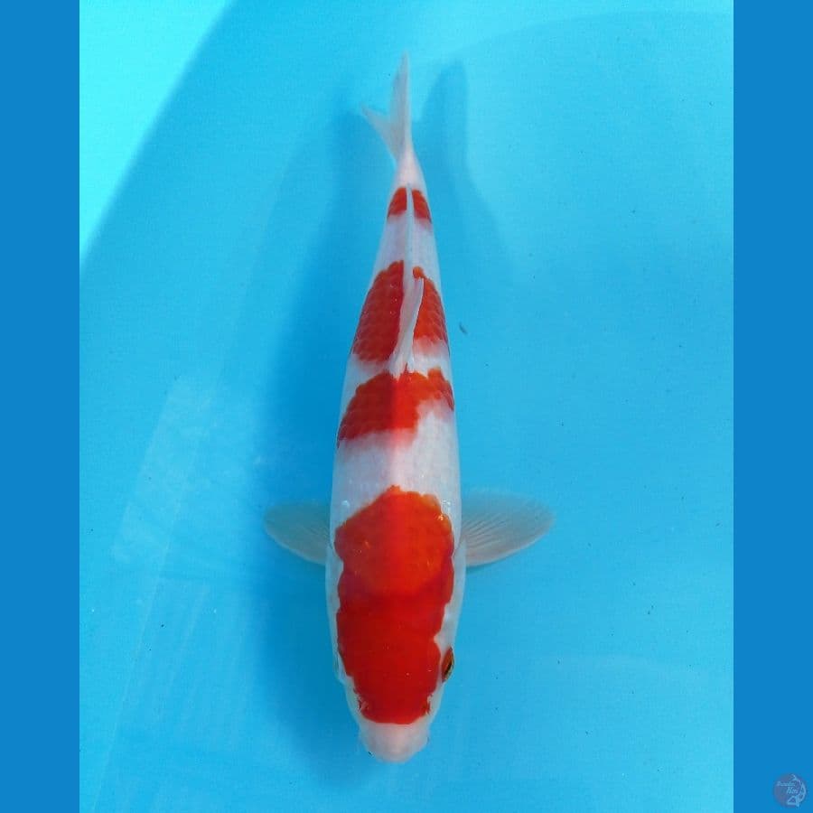 kohaku 29 cm