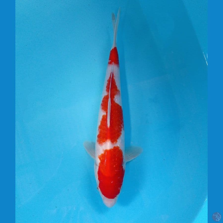 kohaku 29cm