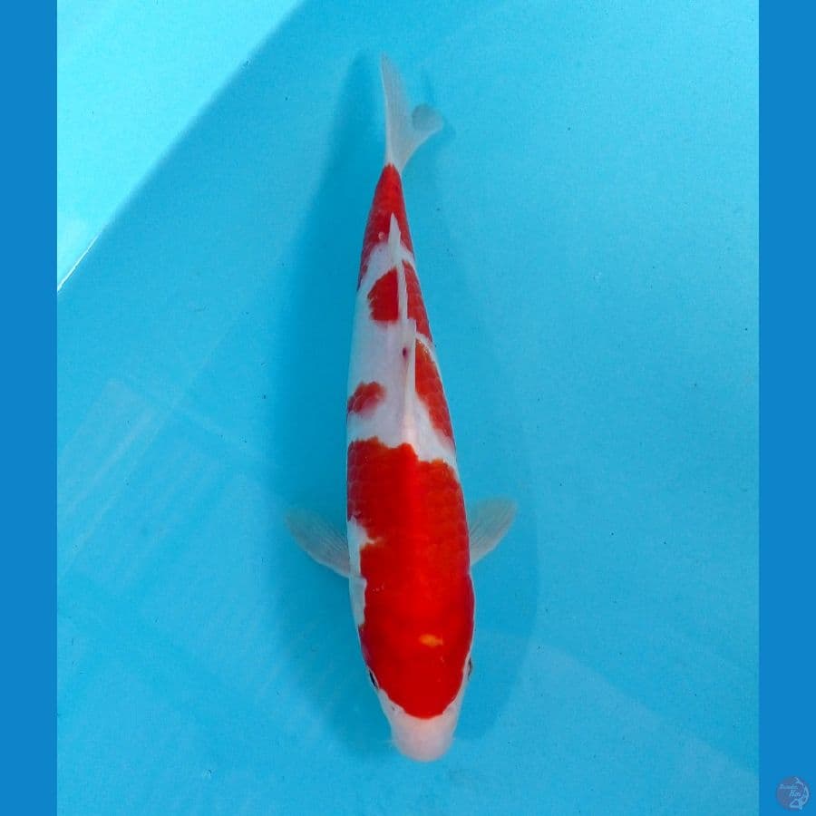 kohaku 28 cm