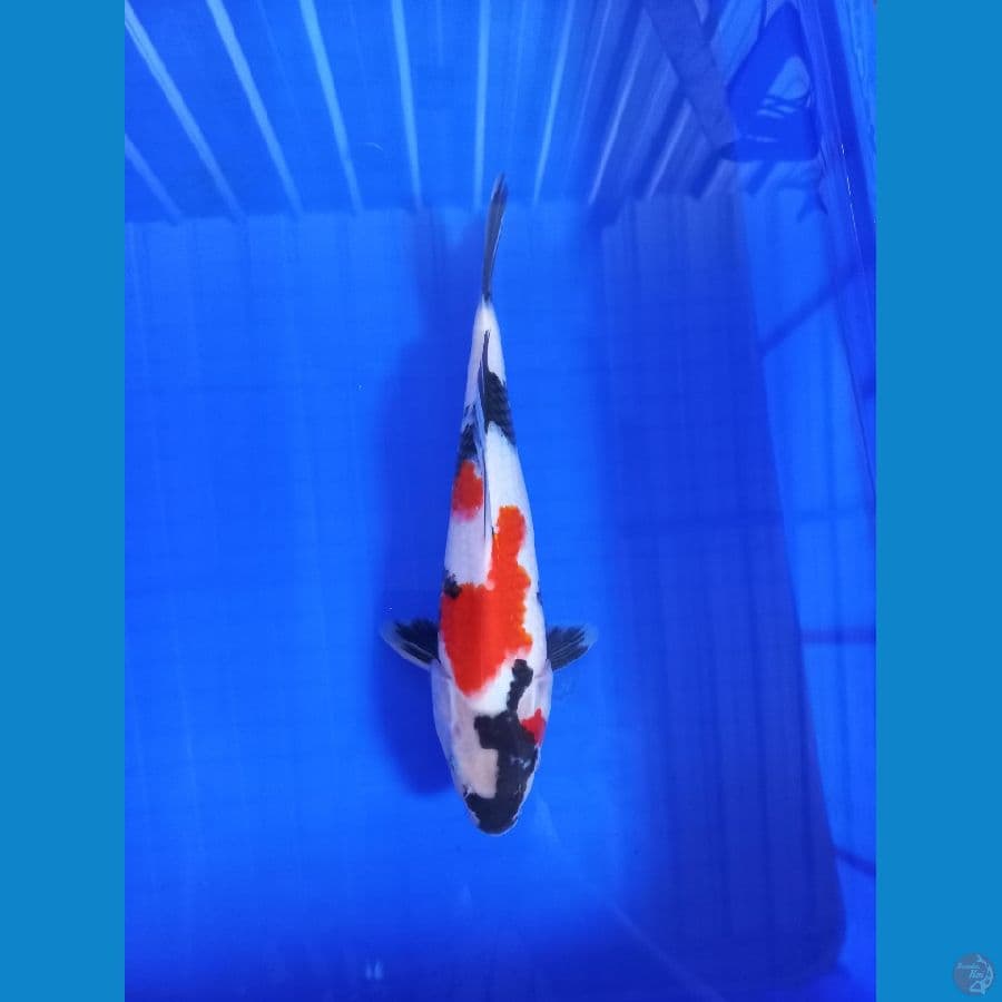 showa 28 cm male
