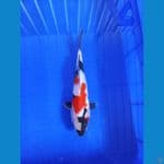 showa 28 cm male