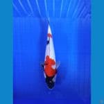 showa 31 cm 