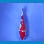 YUWAKU 1 ~ KOHAKU 26CM/MALE