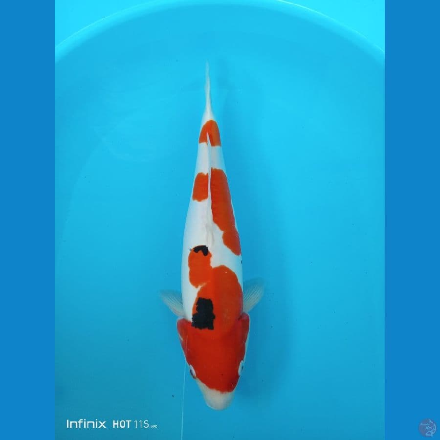 SANKE DOIT - 37CM