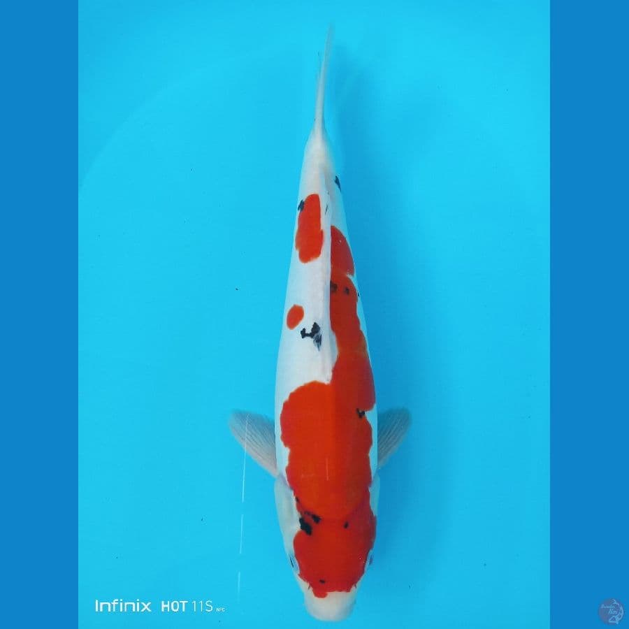 Sanke Doitsu Merah Darah - 38cm Male