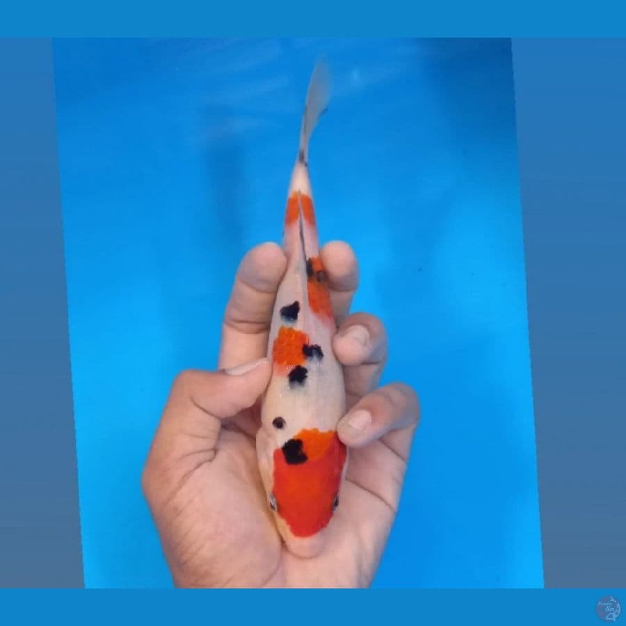 sanke 15cm