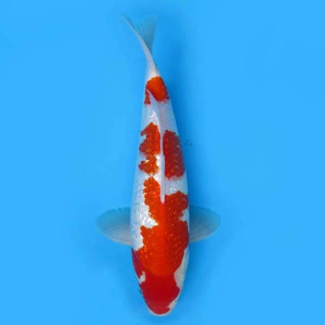 32cm Male - Kohaku Full Ginrin Original 