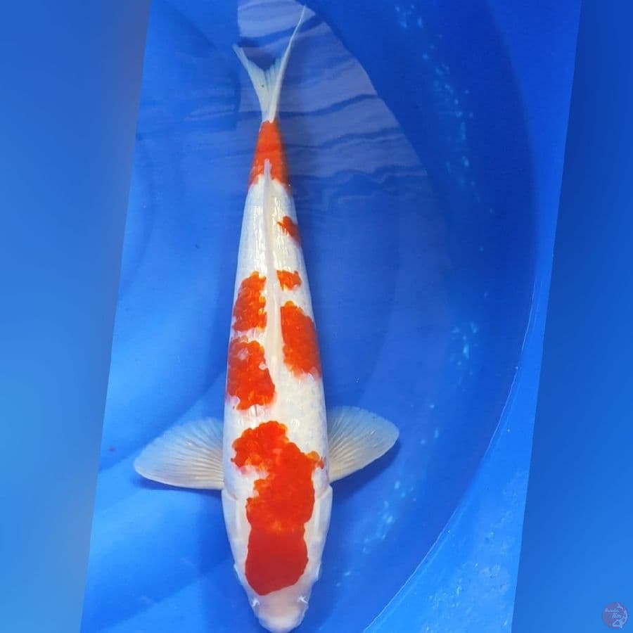 M42 KOHAKU GINDRIN