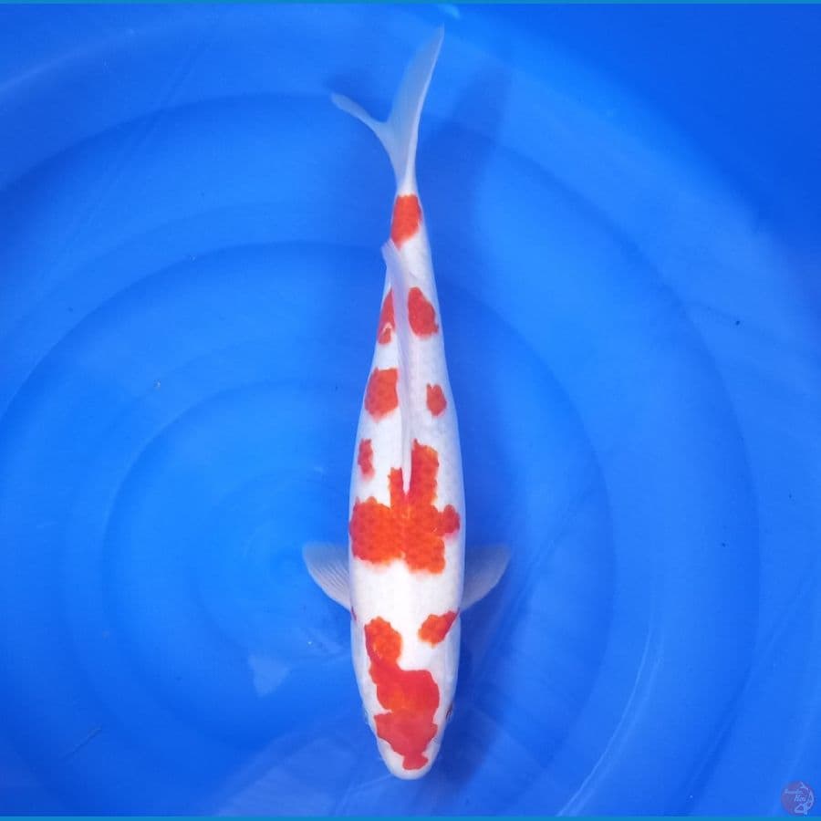 kohaku F41cm