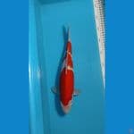 kohaku 