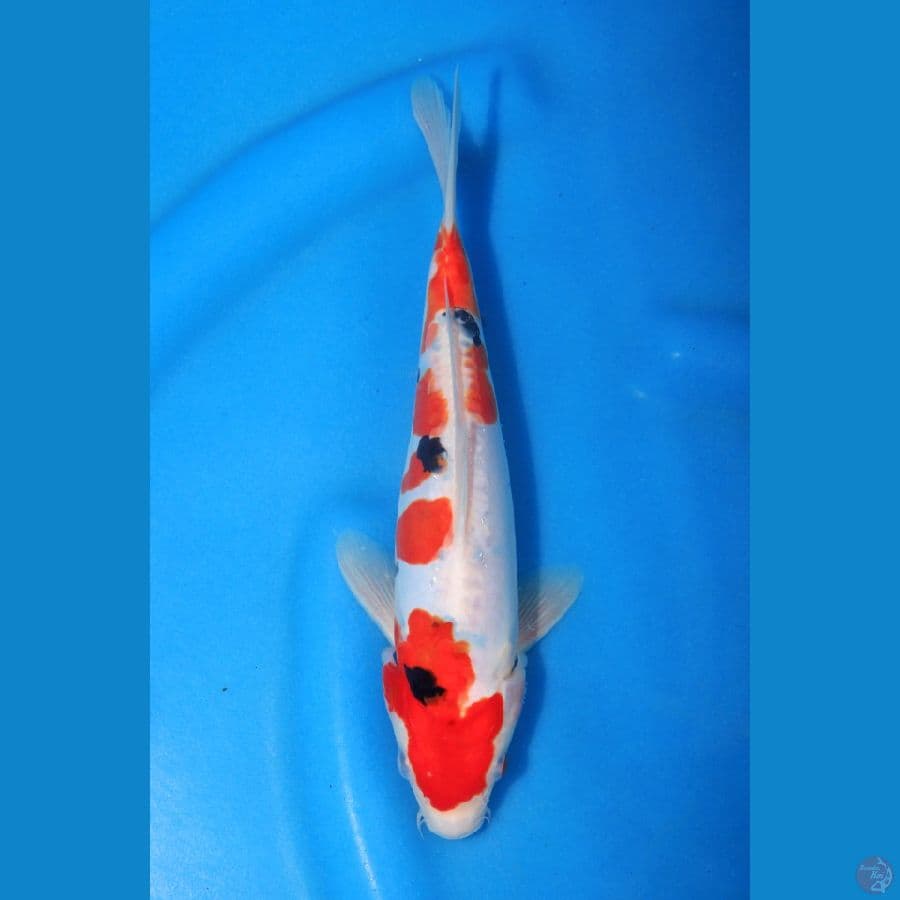 Doitsu Sanke - 25cm