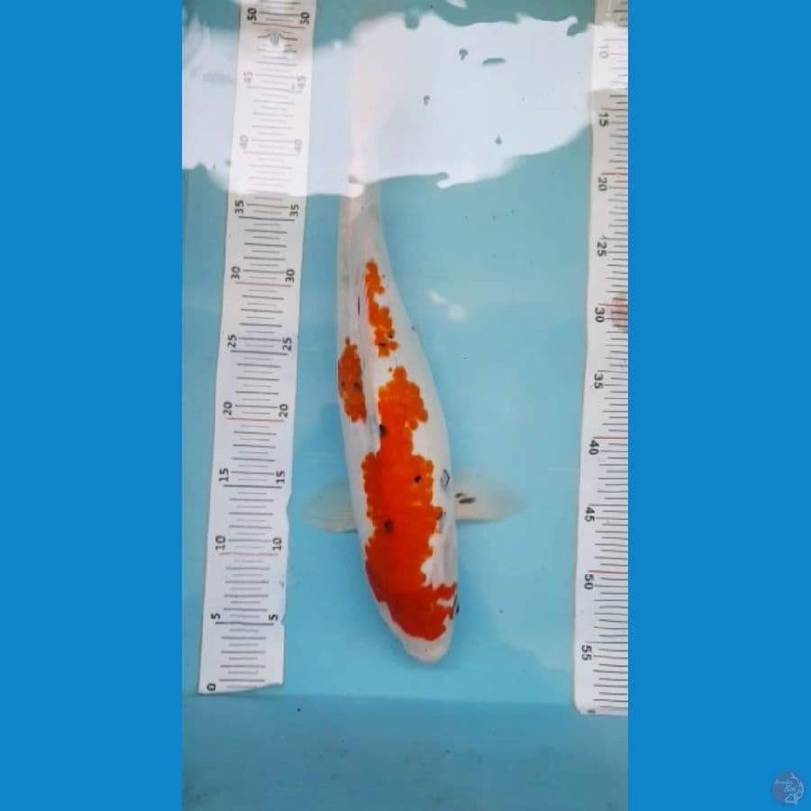 sangke 51 cm 