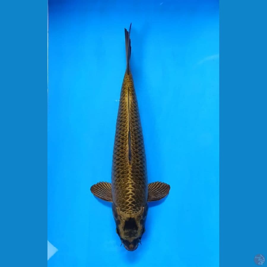 mukasi 48cm f