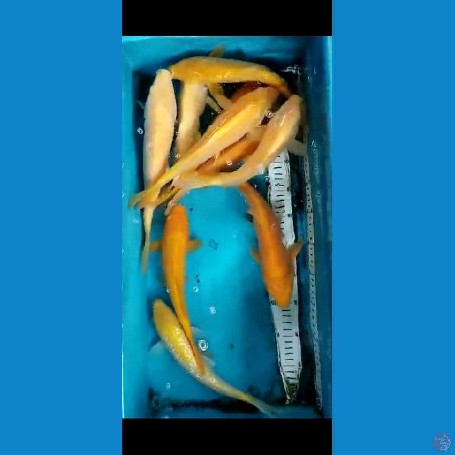KARASI MIX MM GINDRIN 25-30 10EKOR