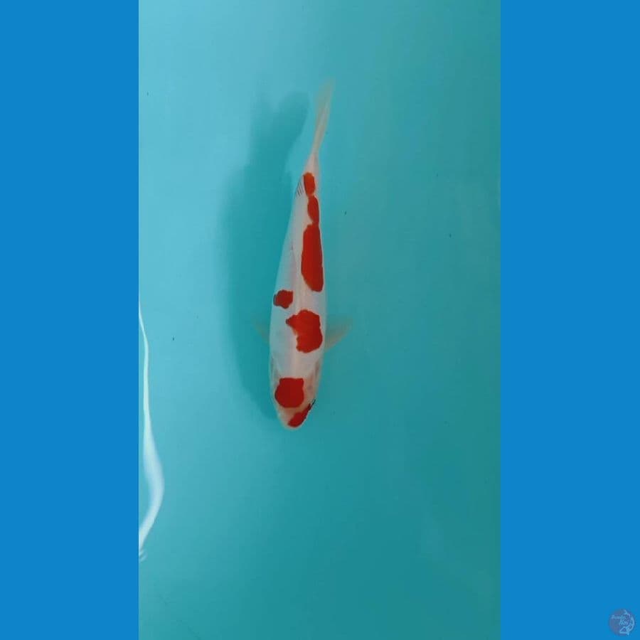 kohaku doitsu