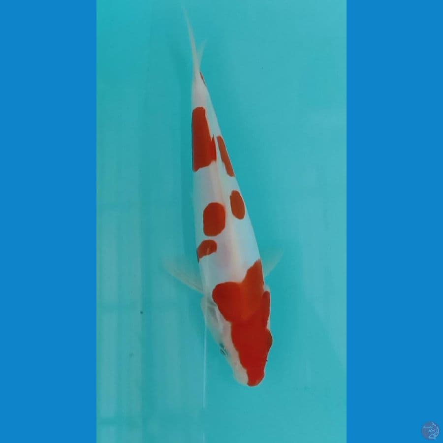 kohaku doitsu