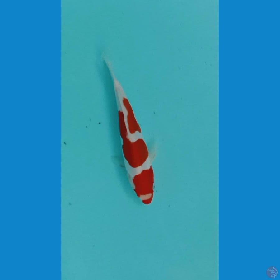 kohaku doitsu