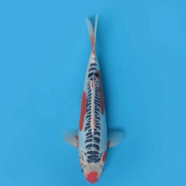 31cm Male - F1 Shusui