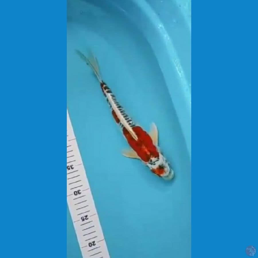 Kujaku Doitsu Aragoke 35cm