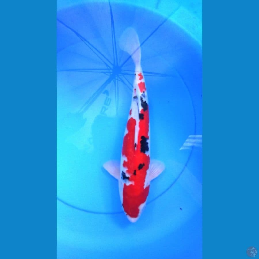 ~ SANKE 37cm MALE  ~ 