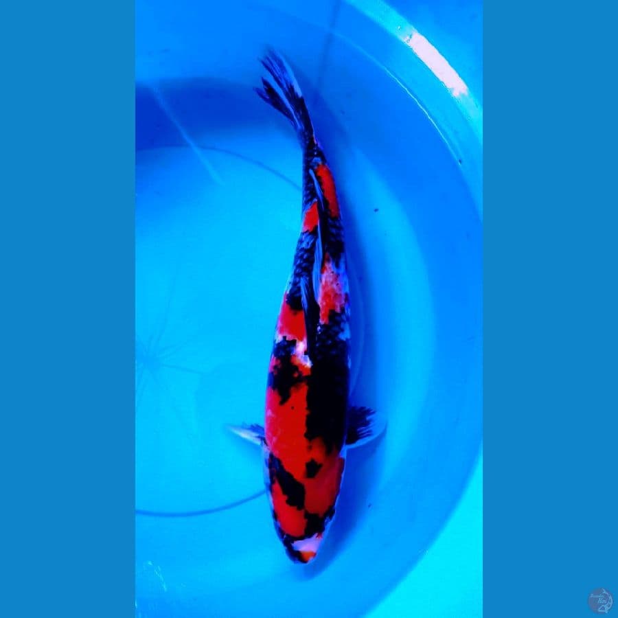 showa sanshoku jantan 47cm