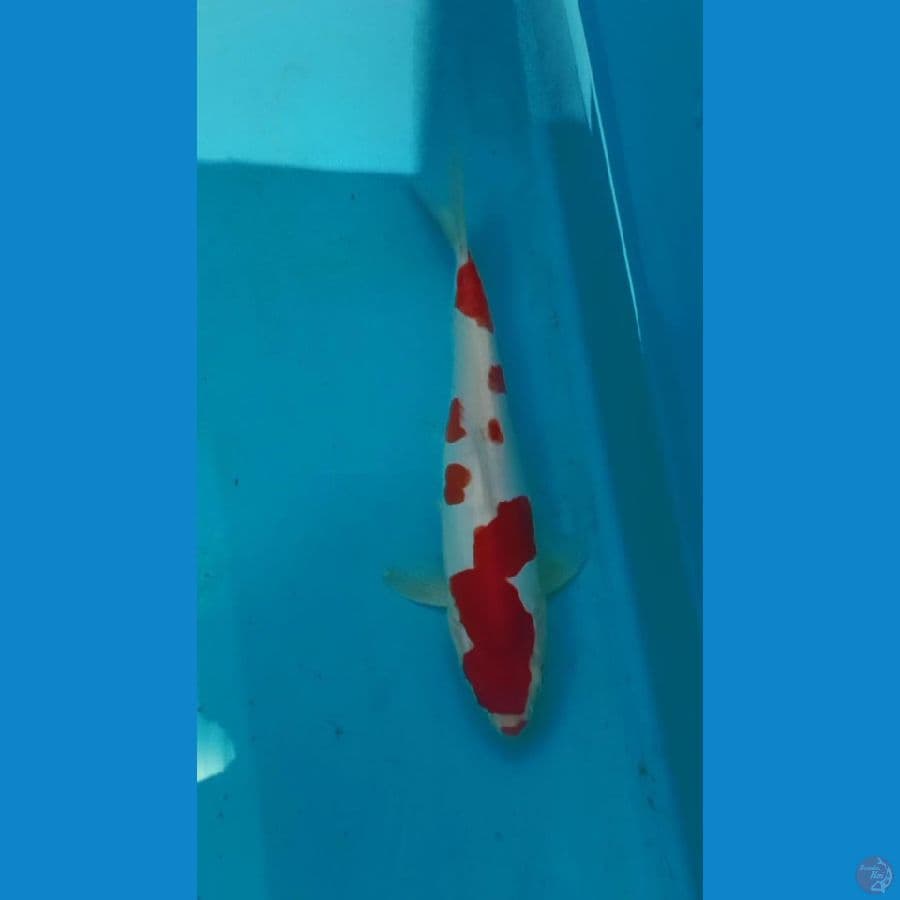 kohaku doitsu