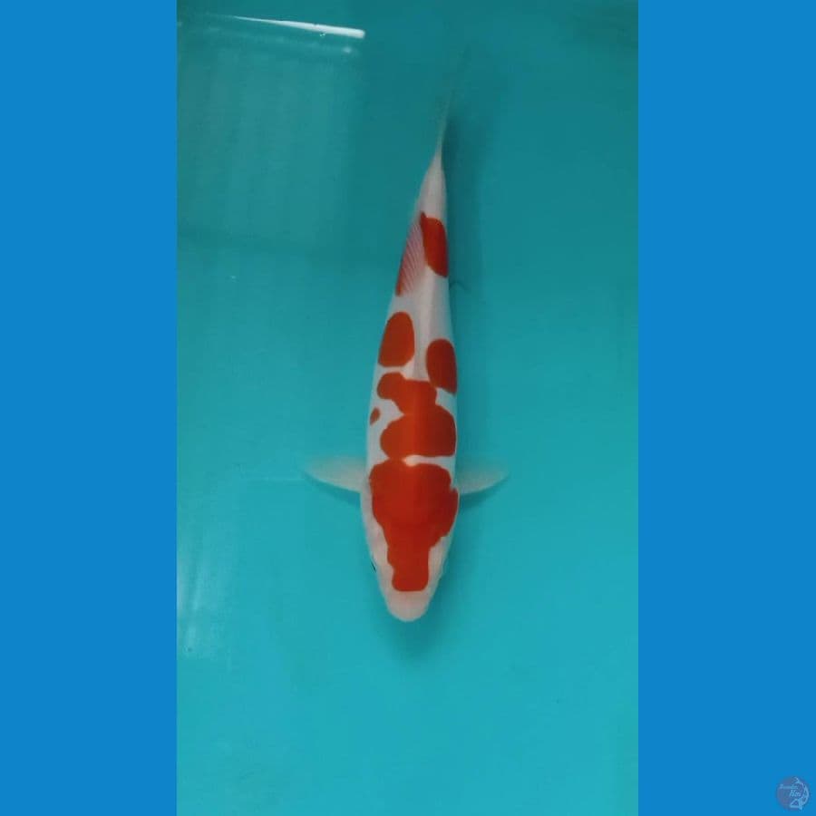 kohaku doitsu