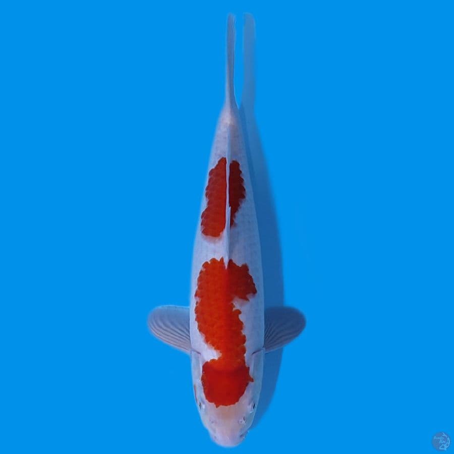 KOHAKU HQ ~37CM ORIGINALL STROONG ~MALE.