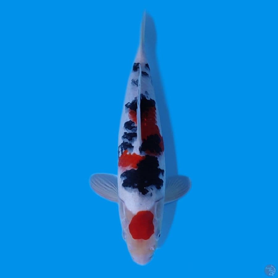 MARUTEN SANKE ~31CM MALE~