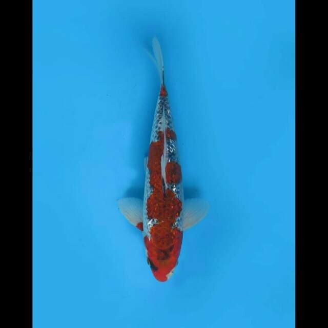 30cm Male - Original Goshiki Ginrin