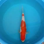 Kohaku ginrin 33 cm