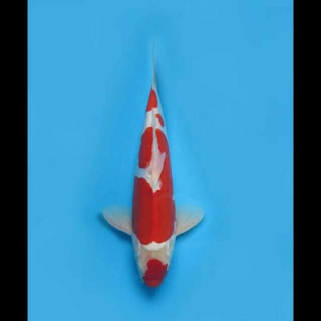 35cm Male - Red Kohaku Doitsu Ori 