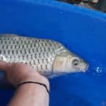 Soragoi Ginrin Berpunuk 45 cm