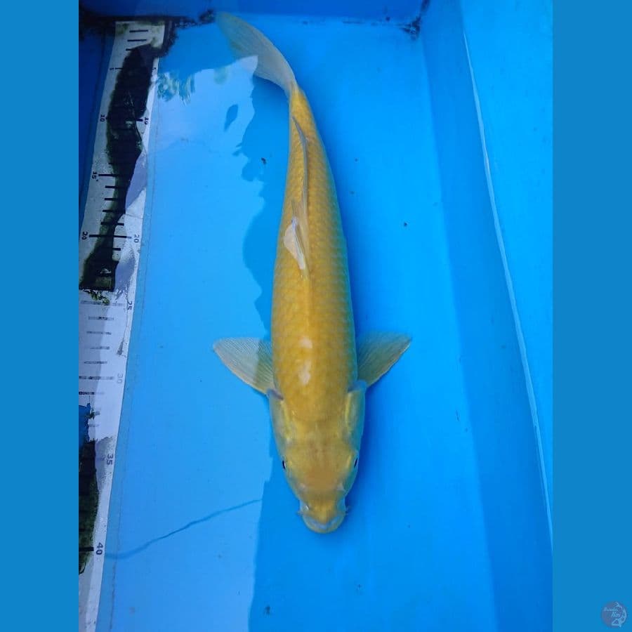 karashi 37cm