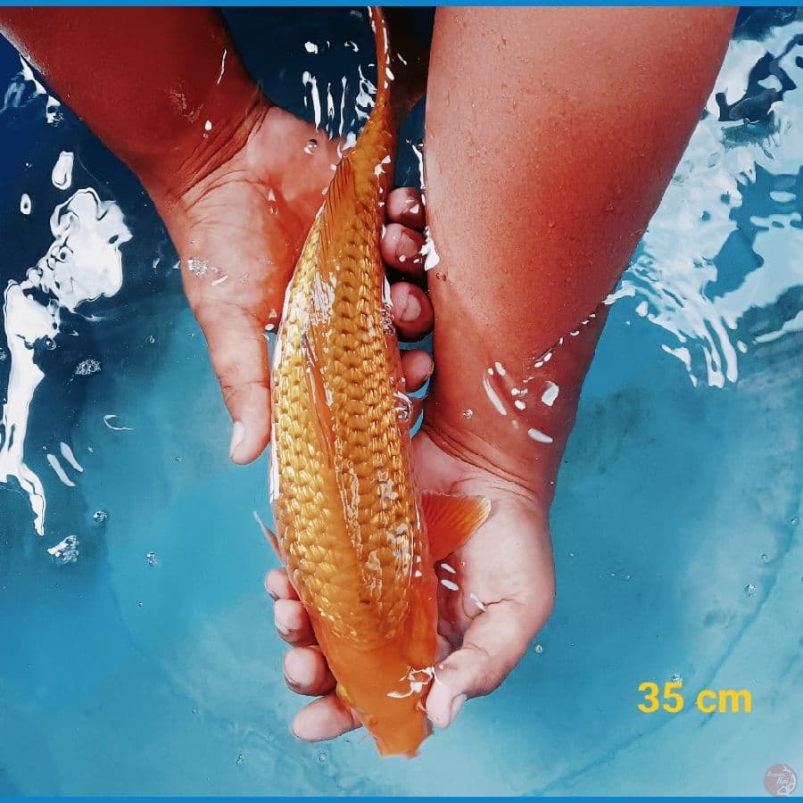 M 35 cm