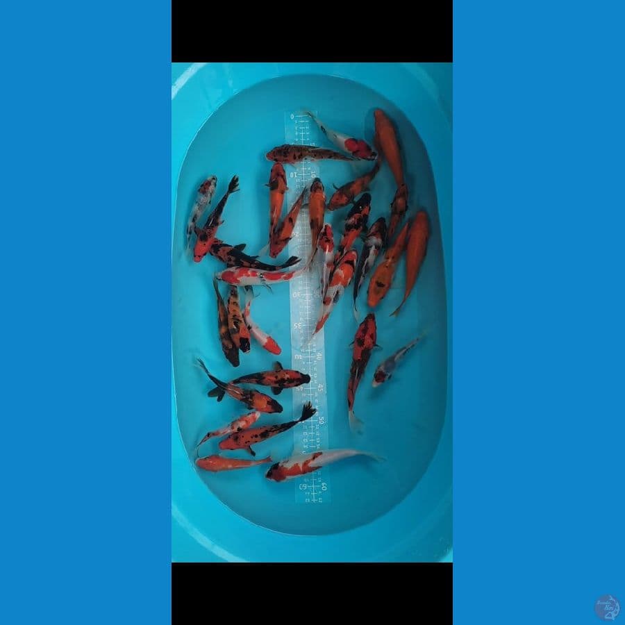 Sjhowa mix 29ekor 12-17cm
