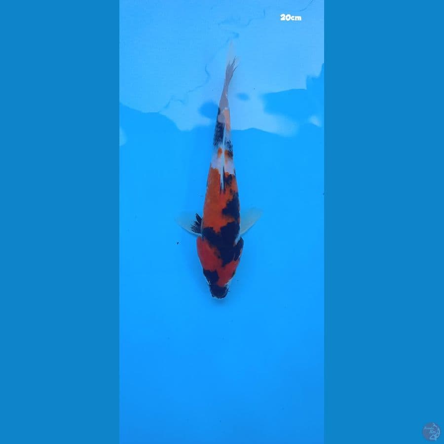 showa 20cm