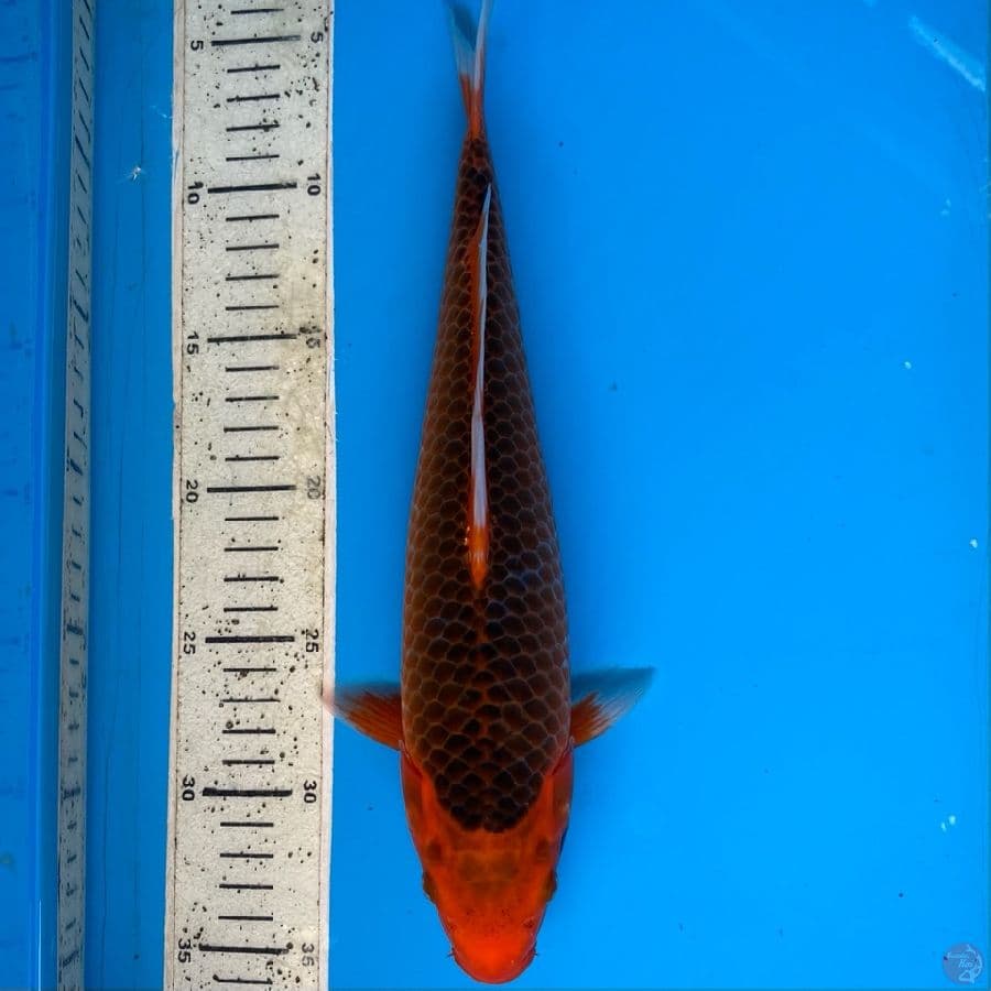 aka matsuba 33cm