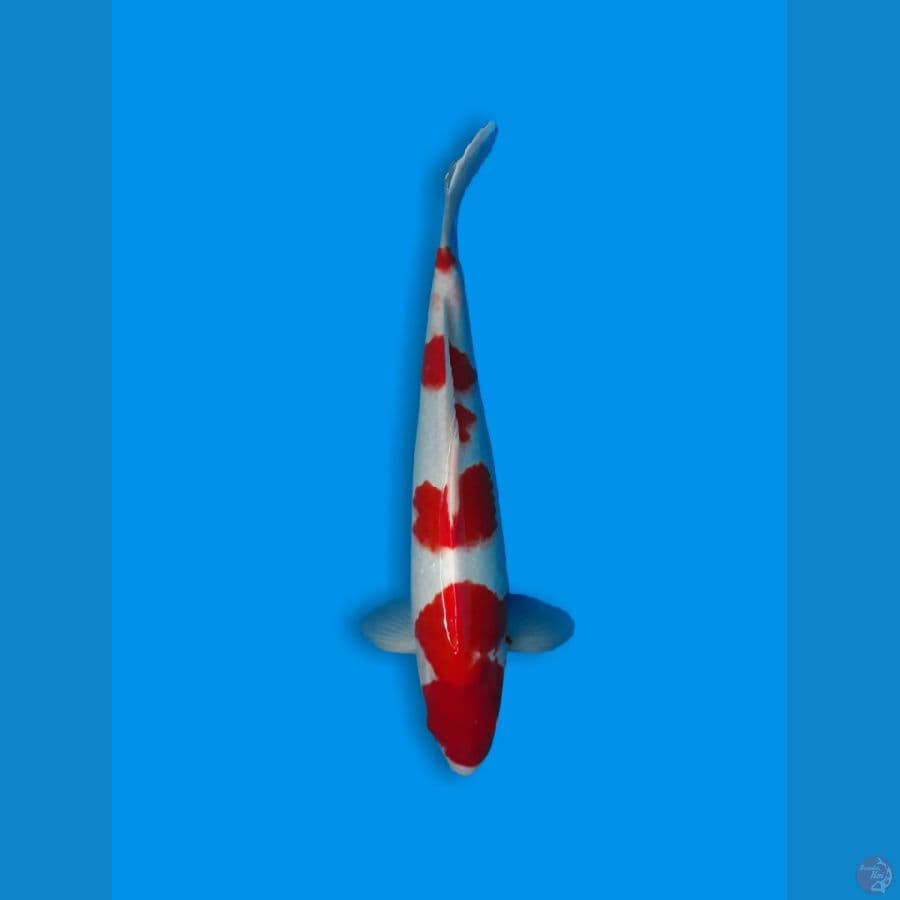 Kohaku HQ Jantan