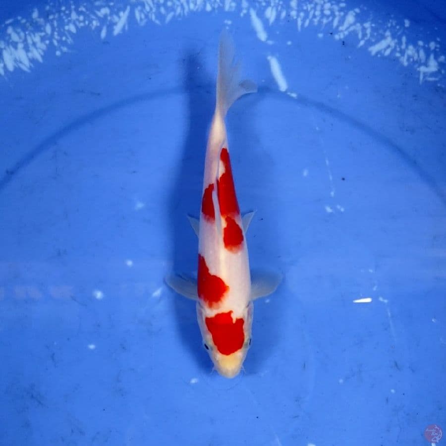 mini 20cm