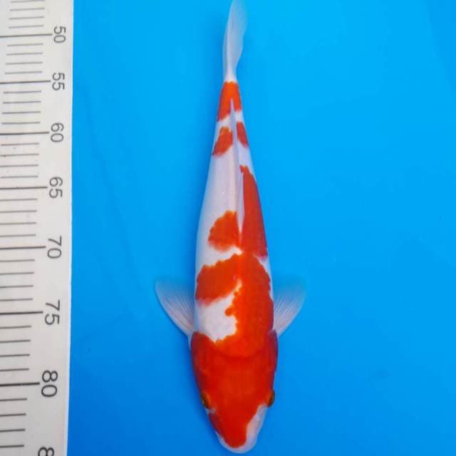 Kohaku