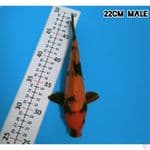 HIUTSURI TEMBUS PERUT 22CM/MALE