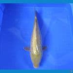 YUWAKU 4 ~ MIDORI GINRIN 33CM/MALE