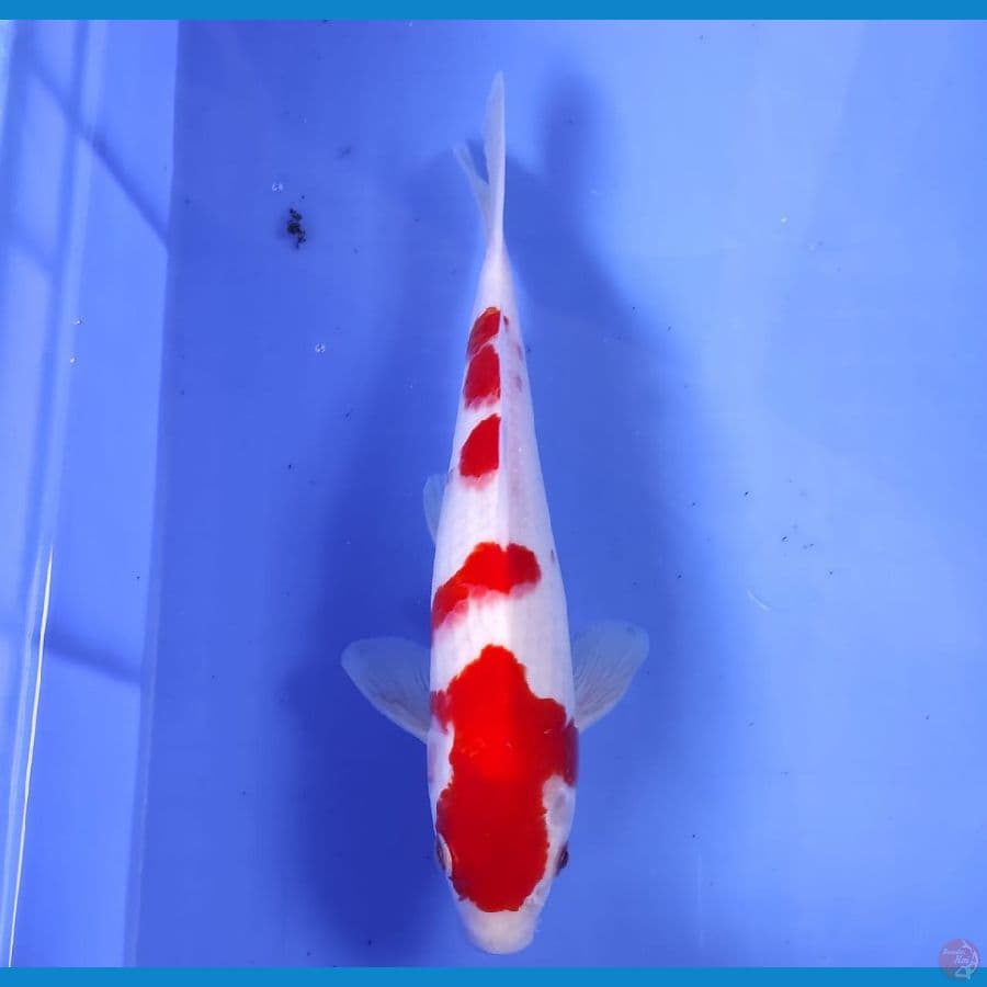 OB NOL KOHAKU 25CM/MALE