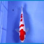 OB NOL KOHAKU 25CM/MALE