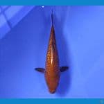 YUWAKU 6 ~ CHAGOI GINRIN 25CM