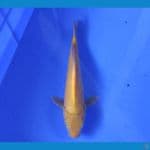 YUWAKU 7 ~ KARASHI 28CM/MALE